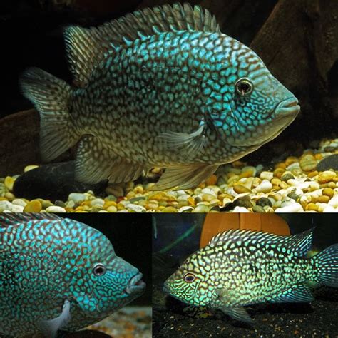 Buy Aquarium Fish Online at Low Price – Best4Pets.